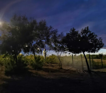 Procesionaria STV tratamiento